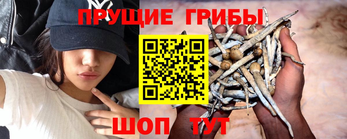 Екатеринбург  Псилоцибиновые грибы мицелий  Вход с VPN 